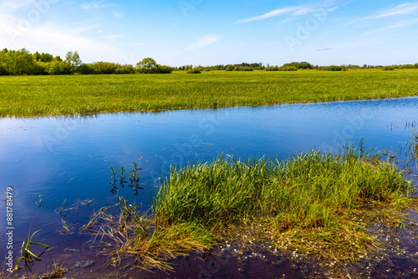 Fototapeta Panoramic view of Biebrza river and Biebrzanski National Park grassy wetlands in Zajki village near Wizna town in Podlaskie region of Poland
