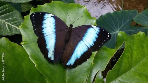 Fototapeta Schmetterling