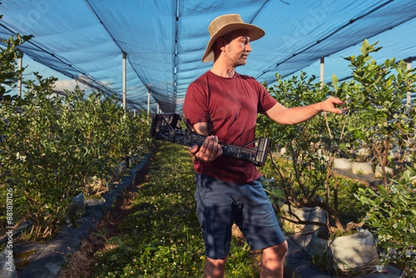 Fototapeta Farmer picking fresh blueberries on a farm.