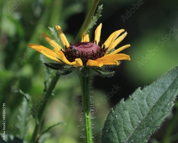 Obraz Portret żółtej rudbekia i dzikiej pszczoły. Zapylanie kwiatów naturalne. Przyroda w rozkwicie.