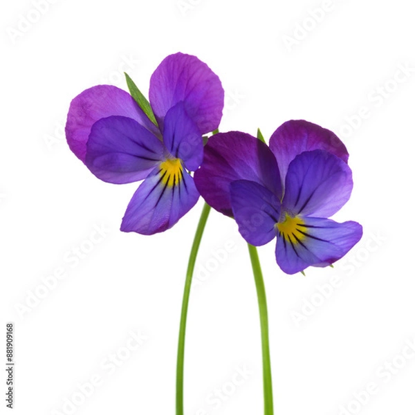 Fototapeta Two  flowers of Viola tricolor (Johnny Jump up) isolated on white background.. Selective focus