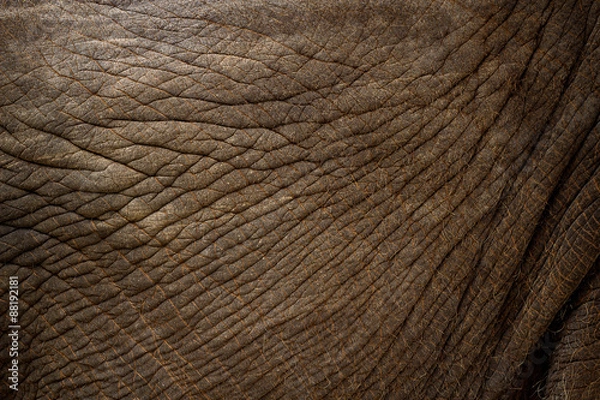Obraz elephant skin