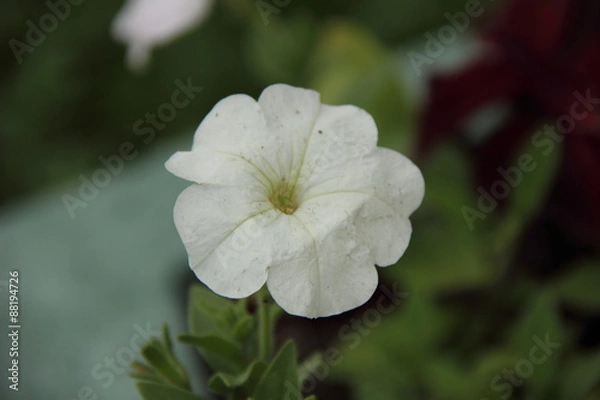 Fototapeta Цветы белые