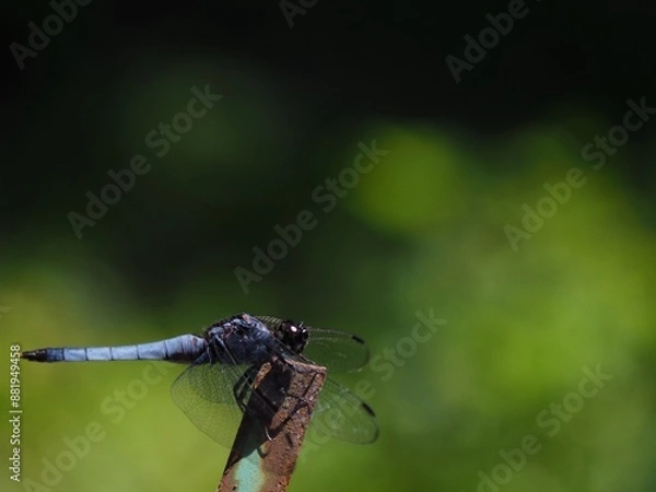 Obraz 夏の野原で羽を休めるシオカラトンボ