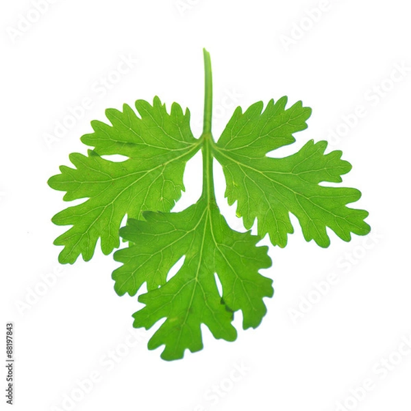 Fototapeta Fresh coriander or cilantro herb isolated on white background