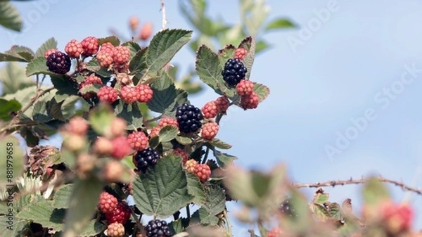 Obraz bee on a flower