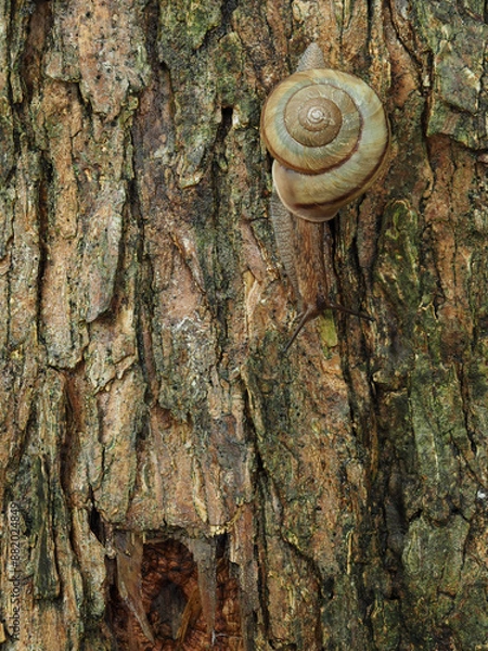 Fototapeta 夏の雨後の森の樹幹にいるカタツムリの様子