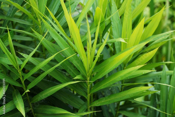 Obraz green grass background