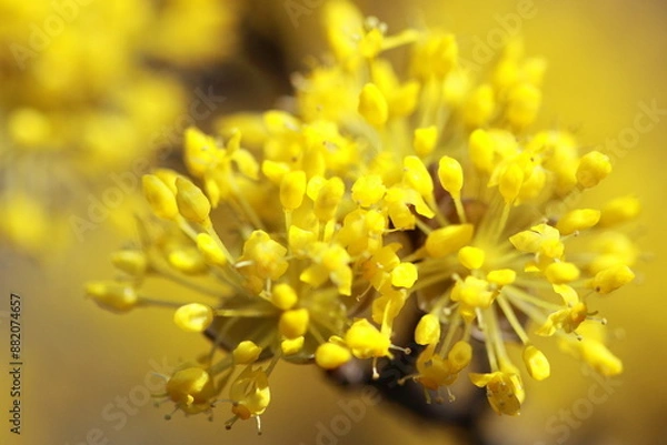 Fototapeta A close-up of a vibrant yellow flower in full bloom showcases the intricate details of its petals. This macro photography captures the essence of nature's beauty in spring.