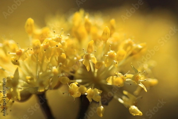 Fototapeta A close-up of blooming yellow flowers captures the intricate details of their petals. This macro photograph highlights the natural beauty and vibrancy of spring.