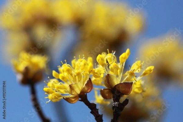 Fototapeta A close-up of yellow flowers in full bloom against a clear blue sky captures the vibrant beauty of nature. This macro photograph showcases the intricate details of the petals.