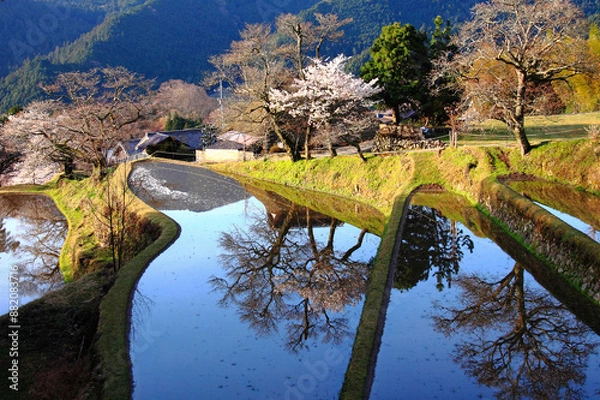 Fototapeta Rice paddies reflect cherry blossoms and trees in a serene rural landscape. The scene captures the essence of spring with its vibrant nature and peaceful water reflections.