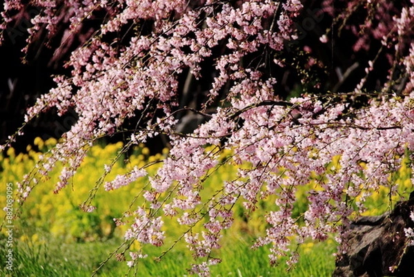 Fototapeta Cherry blossoms with pink flowers bloom gracefully on branches, set against a backdrop of green grass and yellow flowers. This scenic garden captures the essence of spring.