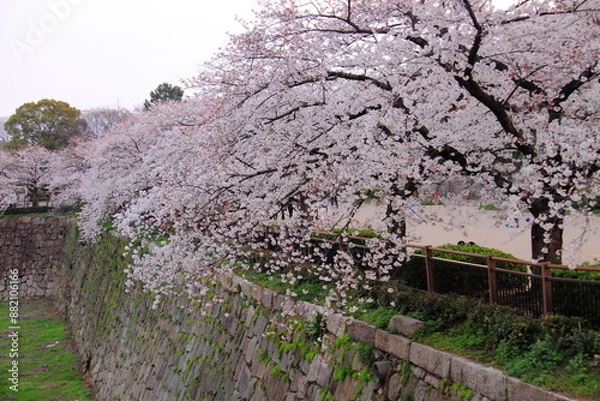 Fototapeta Cherry blossoms in full bloom cascading over a historic stone wall, capturing the essence of springtime with white petals and lush branches.