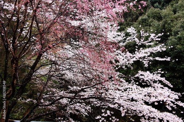 Fototapeta Cherry blossoms in full bloom, showcasing a mix of white and pink petals amidst lush green foliage, capturing the essence of springtime.