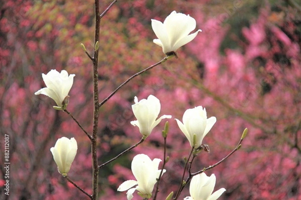 Fototapeta Magnolia blossoms in springtime, with delicate white petals set against a vibrant pink background, capturing the serene beauty of nature.