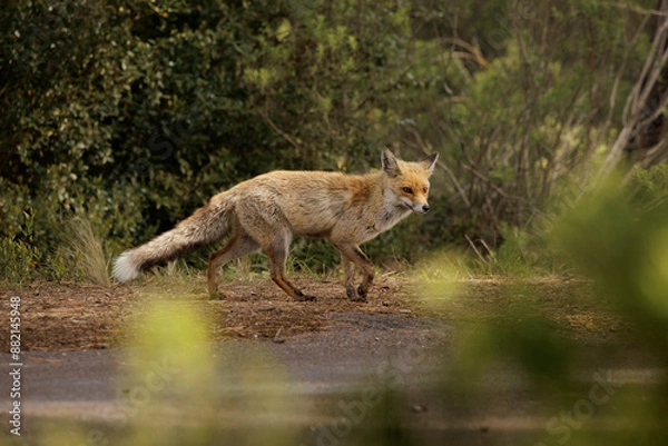 Obraz red fox running scared in the road