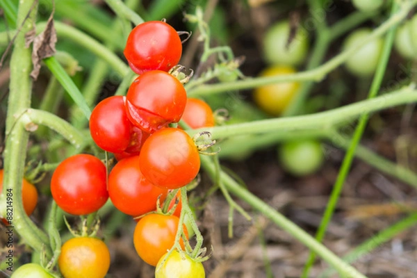 Fototapeta Small cherry tomatoes split from sun
