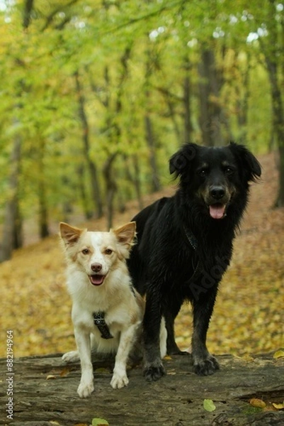 Fototapeta Portrait of a large black dog and smaller light dog in the forest