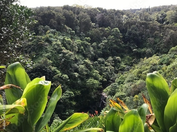 Obraz aloe vera plant