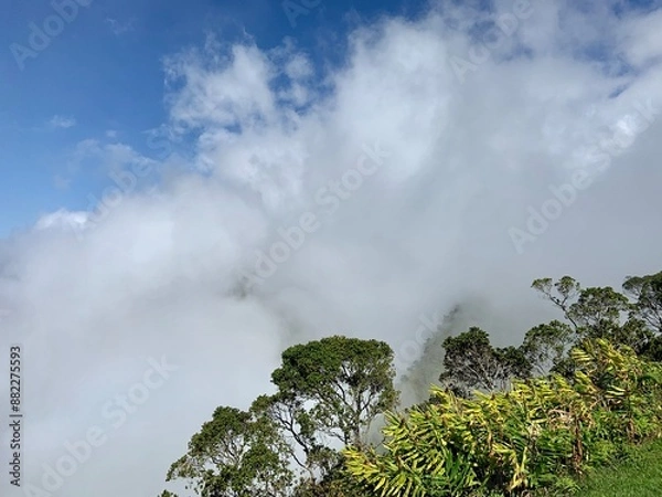 Fototapeta tree in the sky