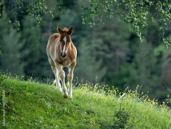 Fototapeta Young Foal Walking in a Spring Meadow