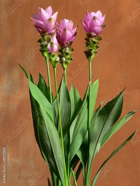 Obraz Kurkumablüten