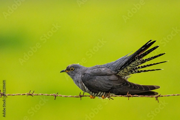 Fototapeta Coucou gris (Cuculus canorus, Common Cuckoo)