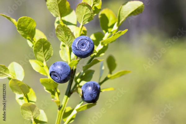 Obraz Natural wild huckleberries branch in forest