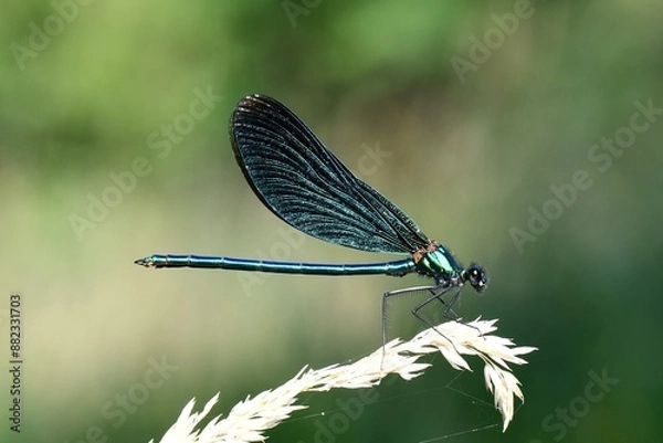 Fototapeta Eine junge blaue Libelle 