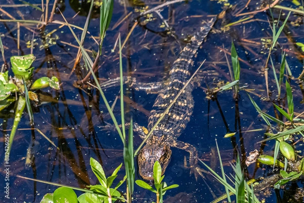 Obraz BABY ALLIGATOR