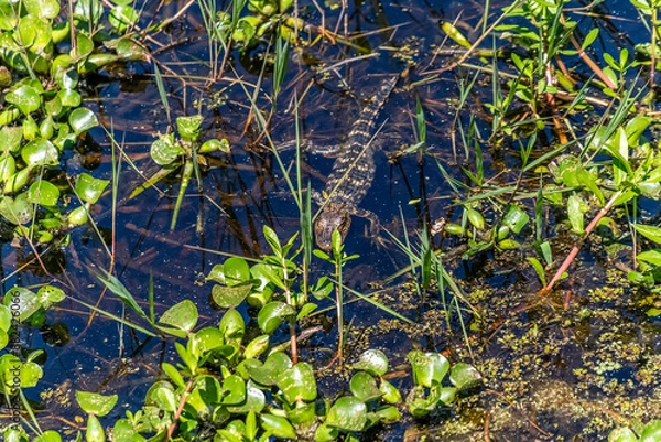 Obraz BABY ALLIGATOR