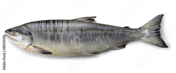 Obraz Jeden łosoś (tuż obok)