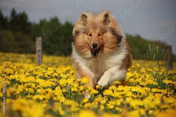 Obraz Collie