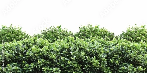 Fototapeta A group of lush green bushes against a bright white sky