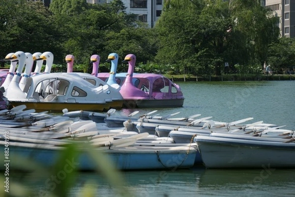 Fototapeta 池に係留されている手漕ぎボートとペダルボート