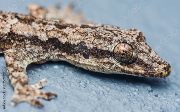 Fototapeta Flat-tailed house gecko, Hemidactylus platyurus close up head isolated on floor background.