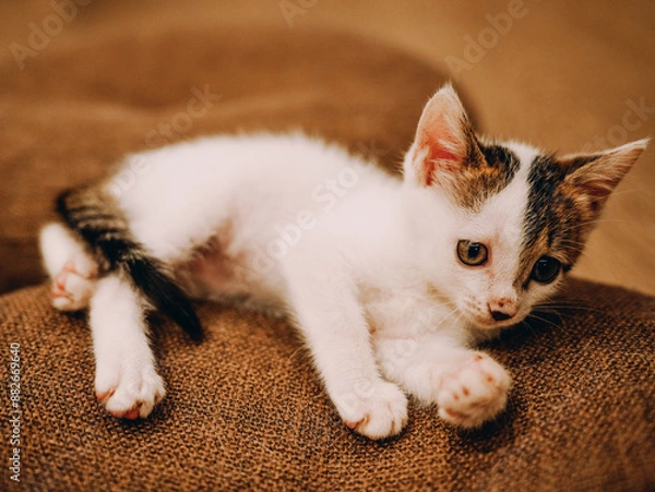 Obraz cat on the floor