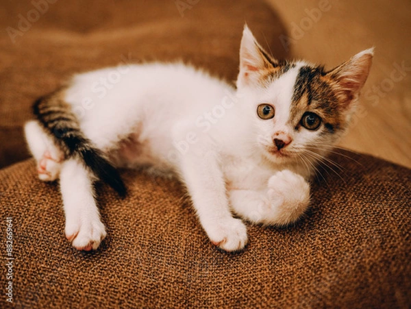 Obraz cat on the floor