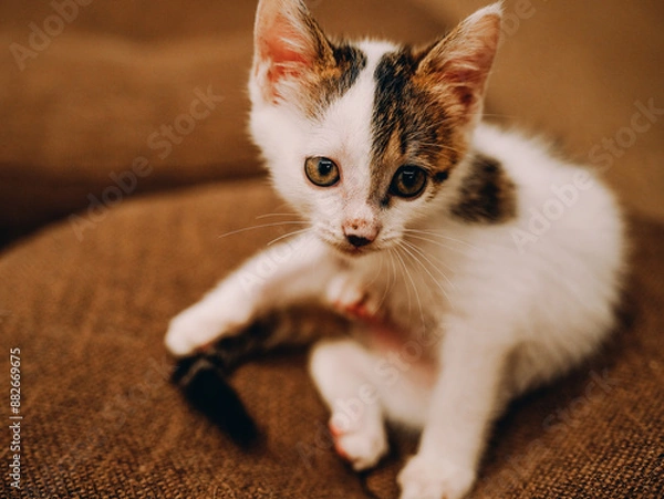 Obraz cat on the floor