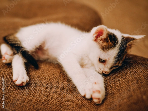 Obraz cat on the floor