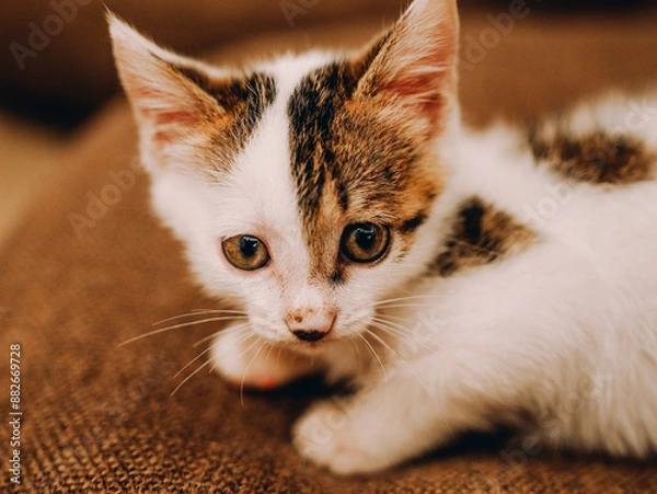 Obraz cat on the floor