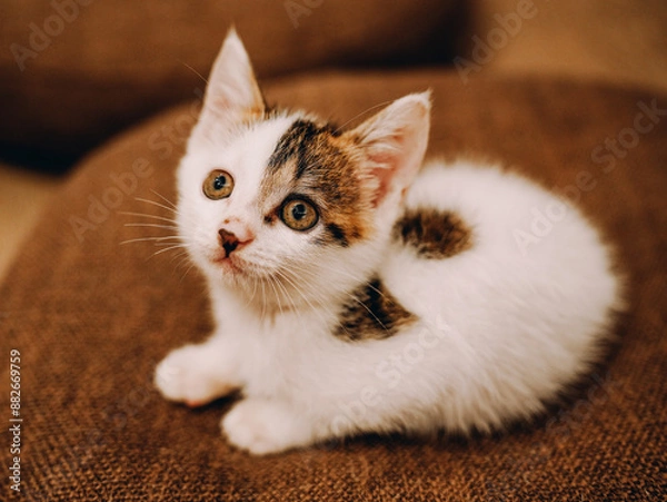 Obraz cat on the floor