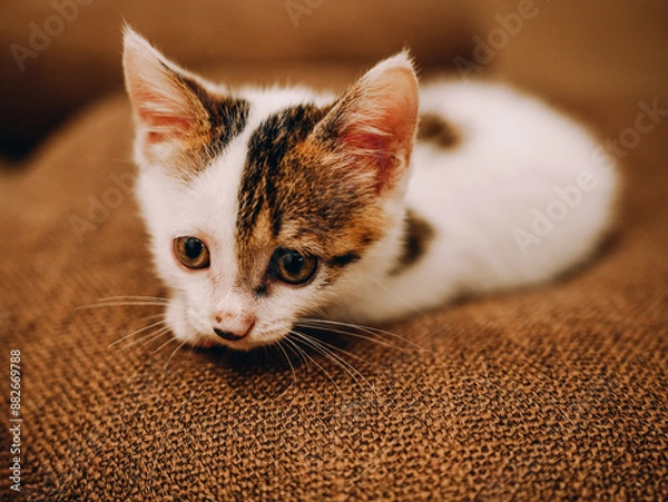 Obraz cat on the floor