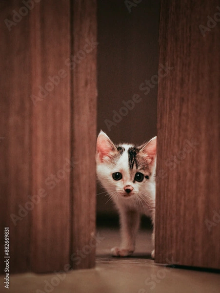 Obraz cat on the floor