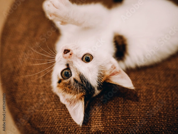 Obraz cat on the floor