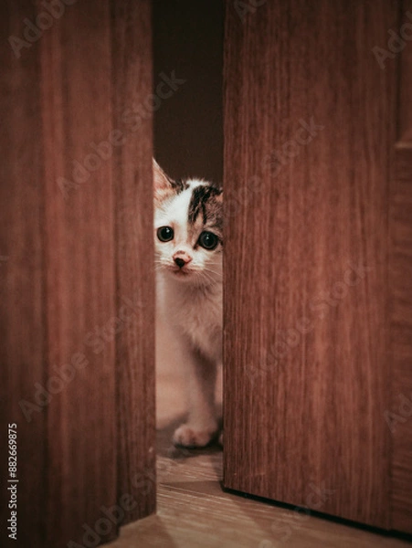 Obraz cat on the floor