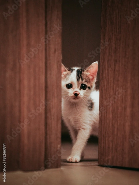 Obraz cat on the floor