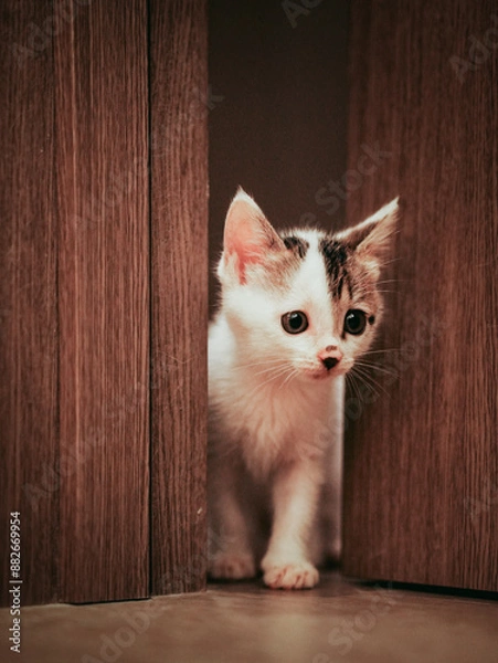 Obraz cat on the floor