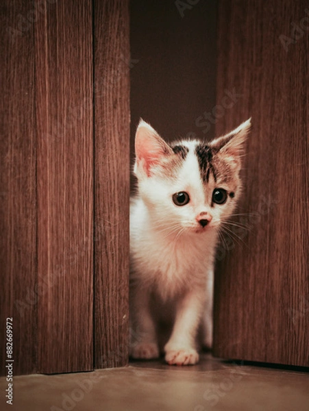 Obraz cat on the floor